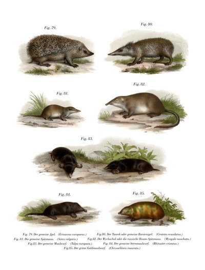 European Hedgehog by German School